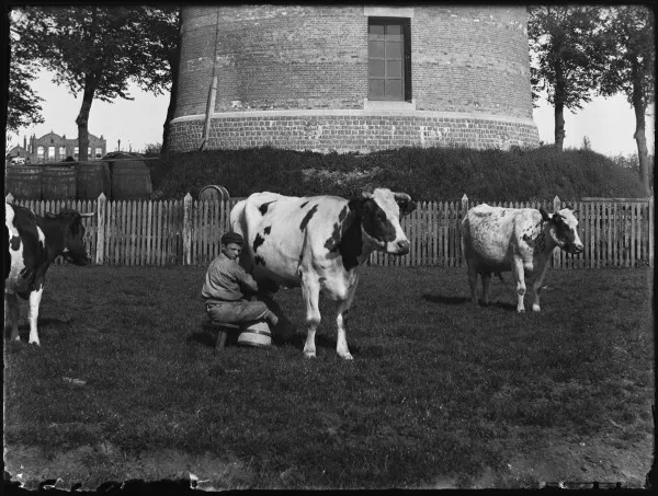 Afbeelding uit: 1897. Koeien melken aan de voet van de toren, bij veehouder H.E. Kolk van de Mariahoeve.
Bron afbeelding: SAA, bestand 10019A001001.