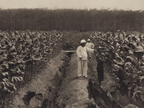 Afbeelding uit: 1905. Tabaksoogst op een plantage van de Deli-Maatschappij, nabij Medan. Collectie KITLV.