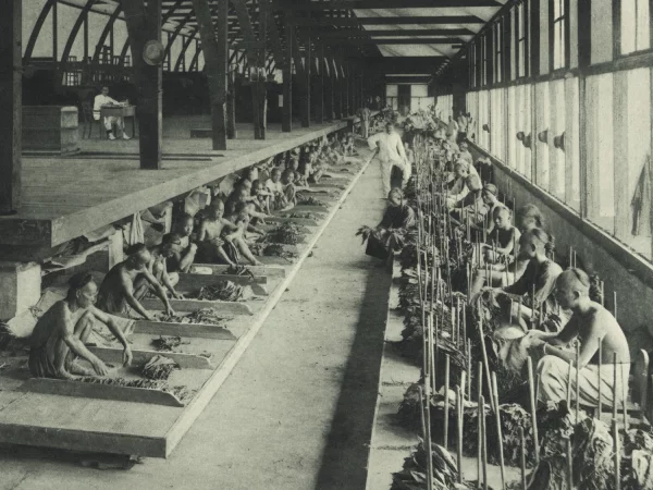 Afbeelding uit: 1905. Het sorteren van de tabak op onderneming Poengei van de Deli-Maatschappij in Deli. Collectie KITLV.