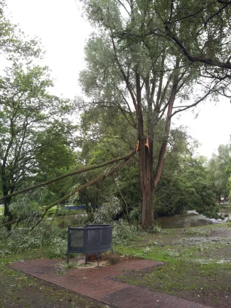 Afbeelding uit: juli 2015. Op de voorgrond een laag model plaskrul, op de achtergrond stormschade.