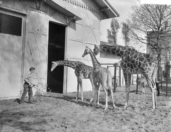 Afbeelding uit: april 1959. Aangekochte giraffen uit Duisburg en Antwerpen voor het eerst buiten.