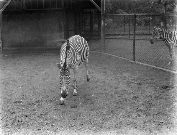Afbeelding uit: 1933. Zebra's bij de stal.