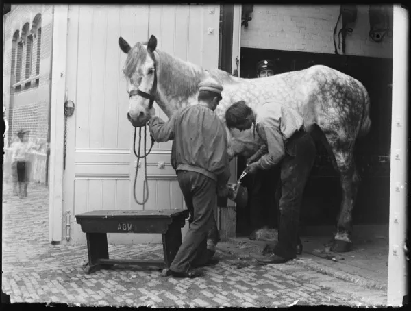 Afbeelding uit: 1893. Werkzaamheden aan een hoef van een van de paarden van de AOM.