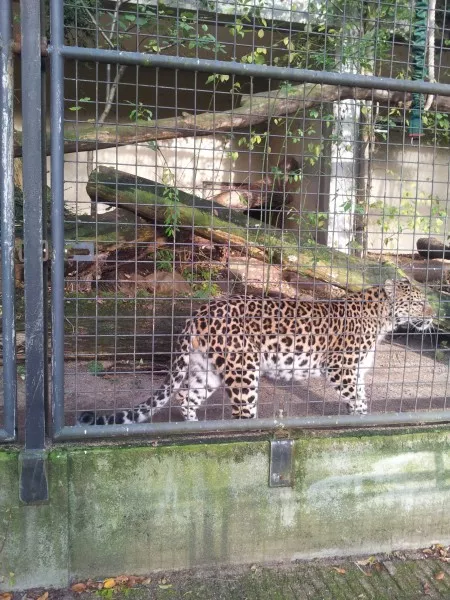 Afbeelding uit: november 2012. Een luipaard.