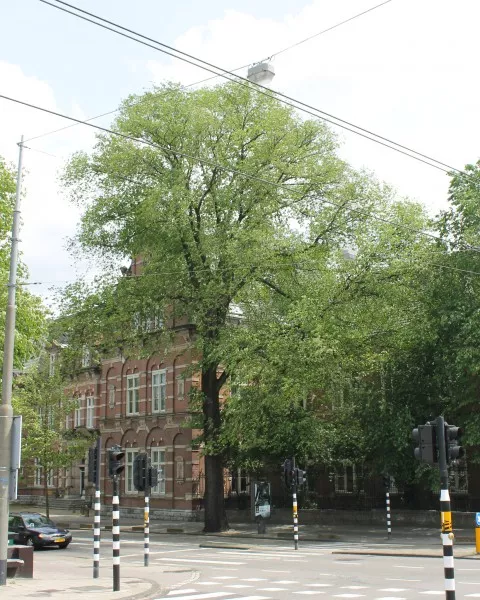 Afbeelding uit: juni 2013. Op de hoek stond deze Grootbladige Hollandse iep, geplant in 1890. De boom waaide in juli 2015 om.