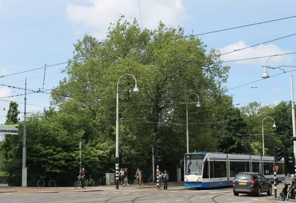 Afbeelding uit: juni 2013. De grote plataan aan de Linnaeusstraat bij de hoek met de Wijttenbachstraat staat er al sinds de aanleg van het park, en wellicht al langer.